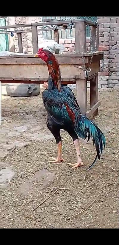 aseel chick | paper white chicks | heera chicks | lakha chicks | chick