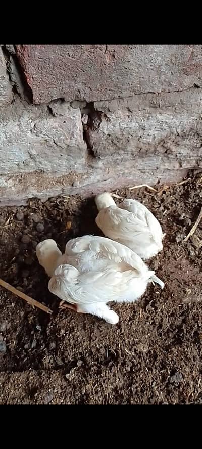 aseel chick | paper white chicks | heera chicks | lakha chicks | chick