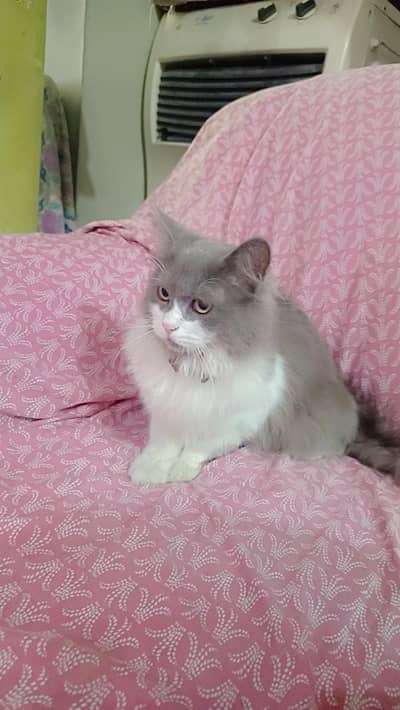 for sale name nisaaa
