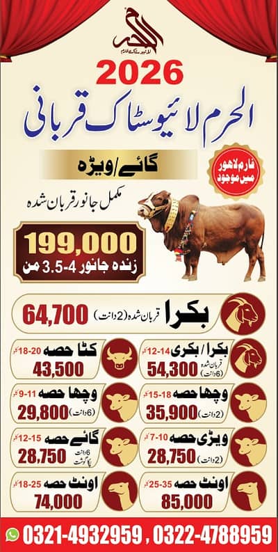 Qurbani hissa ( baka/ Bull ) - ijtamai qurbani | Bachra | Vacha |Goat