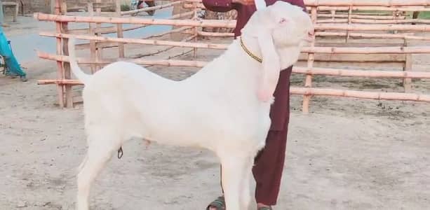 Qurbani ke liye Bakra For Sale _03228068308