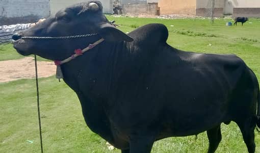 Qurbani 2026