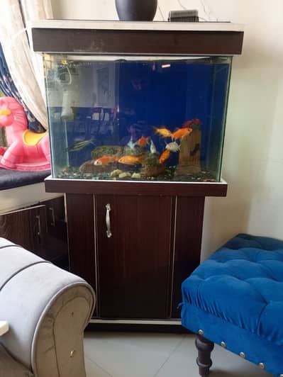 aquarium sell with counter its only 6 month use 2.5 x 2 ft