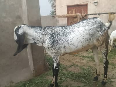 Bakra