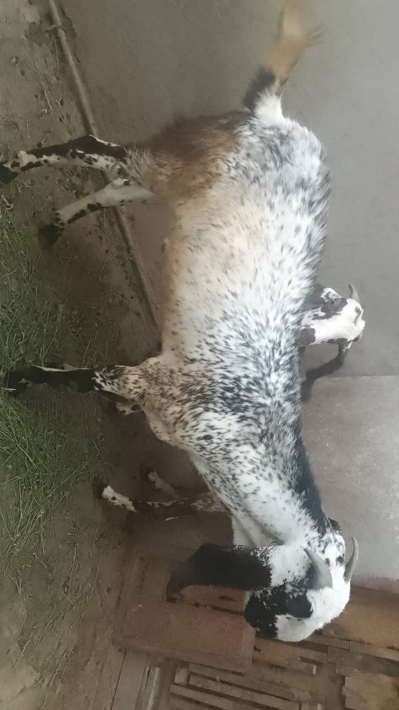 Bakra 1