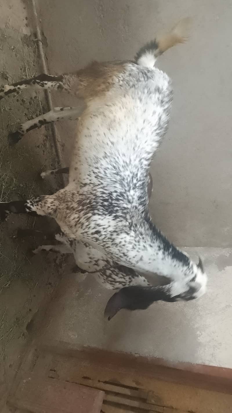 Bakra 2