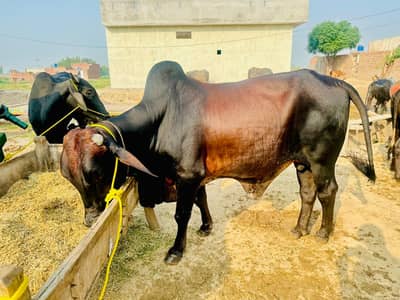 Heavy Healthy Desi Bull For Sale Sahiwal Cross Bull Available Strong F