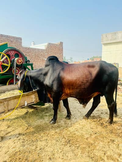 Heavy Healthy Desi Bull For Sale Sahiwal Cross Bull Available Strong F
