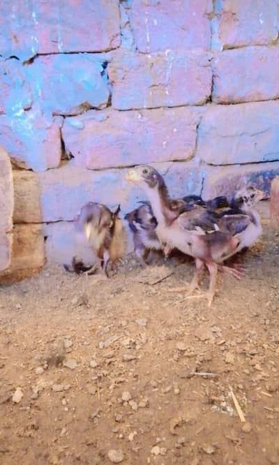 Thai aseel barmicros