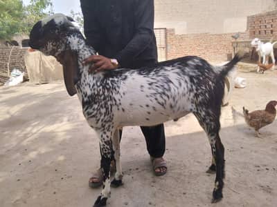 Qurbani ke bakray for sale, contact 0300 8689226