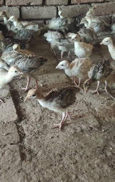 Turkey 