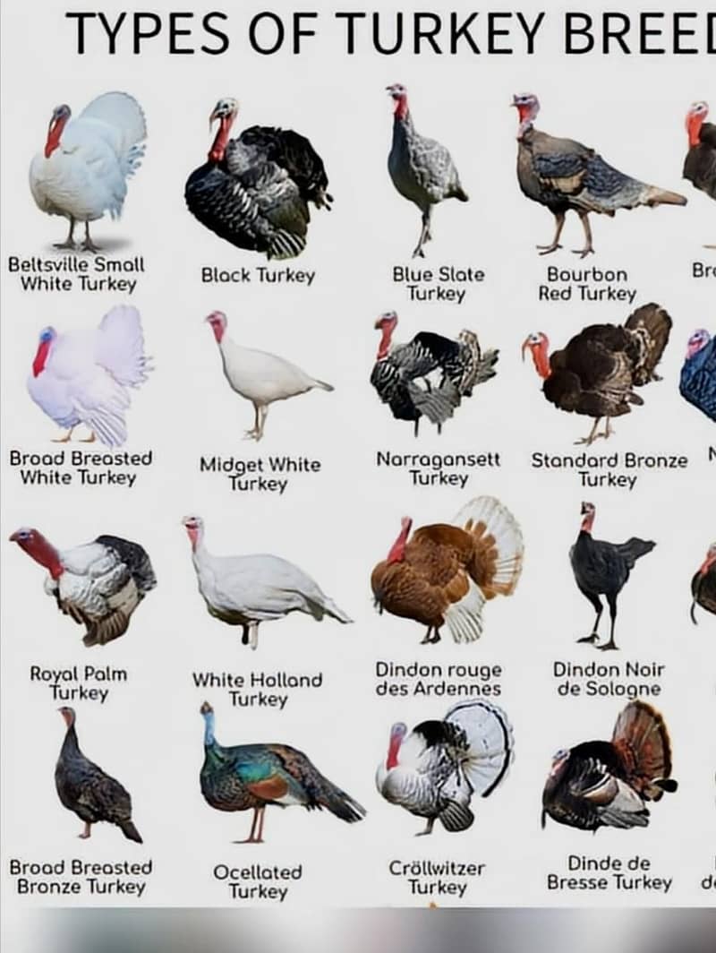 Turkey  1