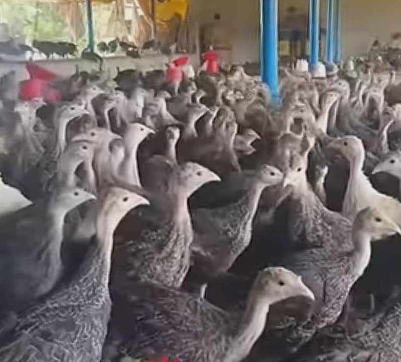 Turkey  2