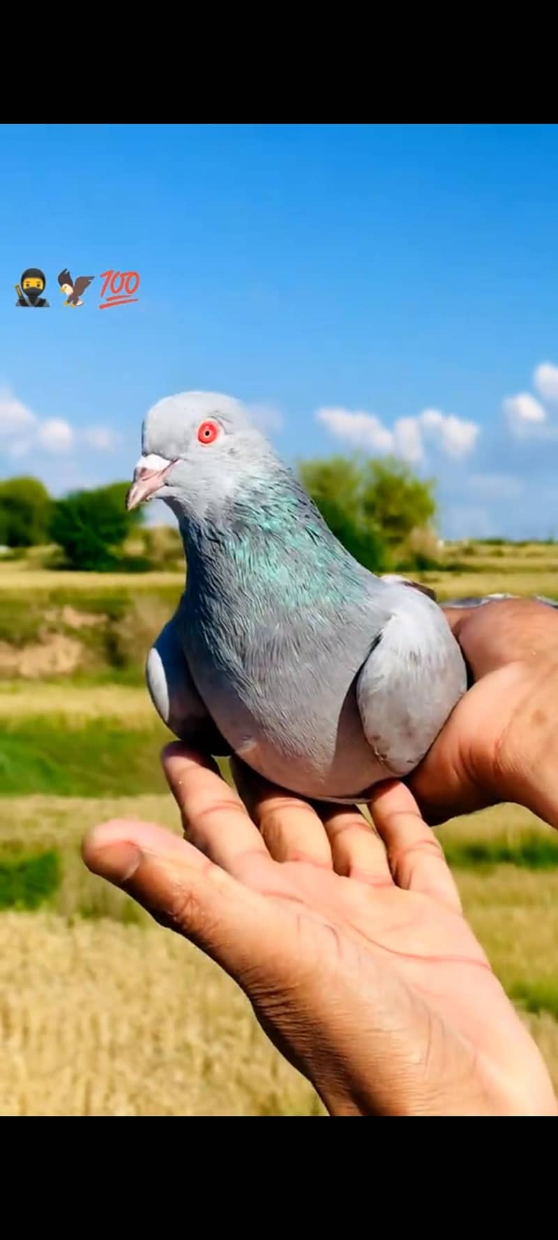 خاکی کمگر میل 1