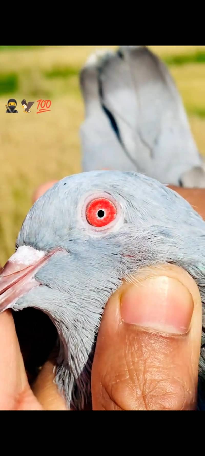 خاکی کمگر میل 2