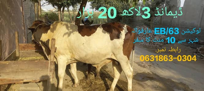 calf for sale