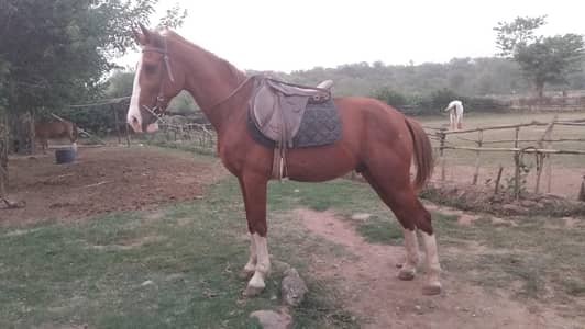 panjklian gelding