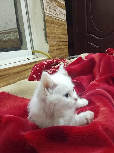 white persian kitten blue eyes