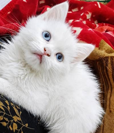 white persian kitten blue eyes