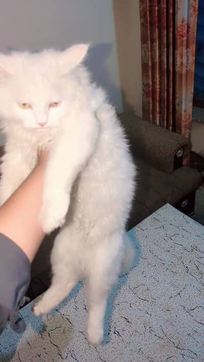 Double coat cat