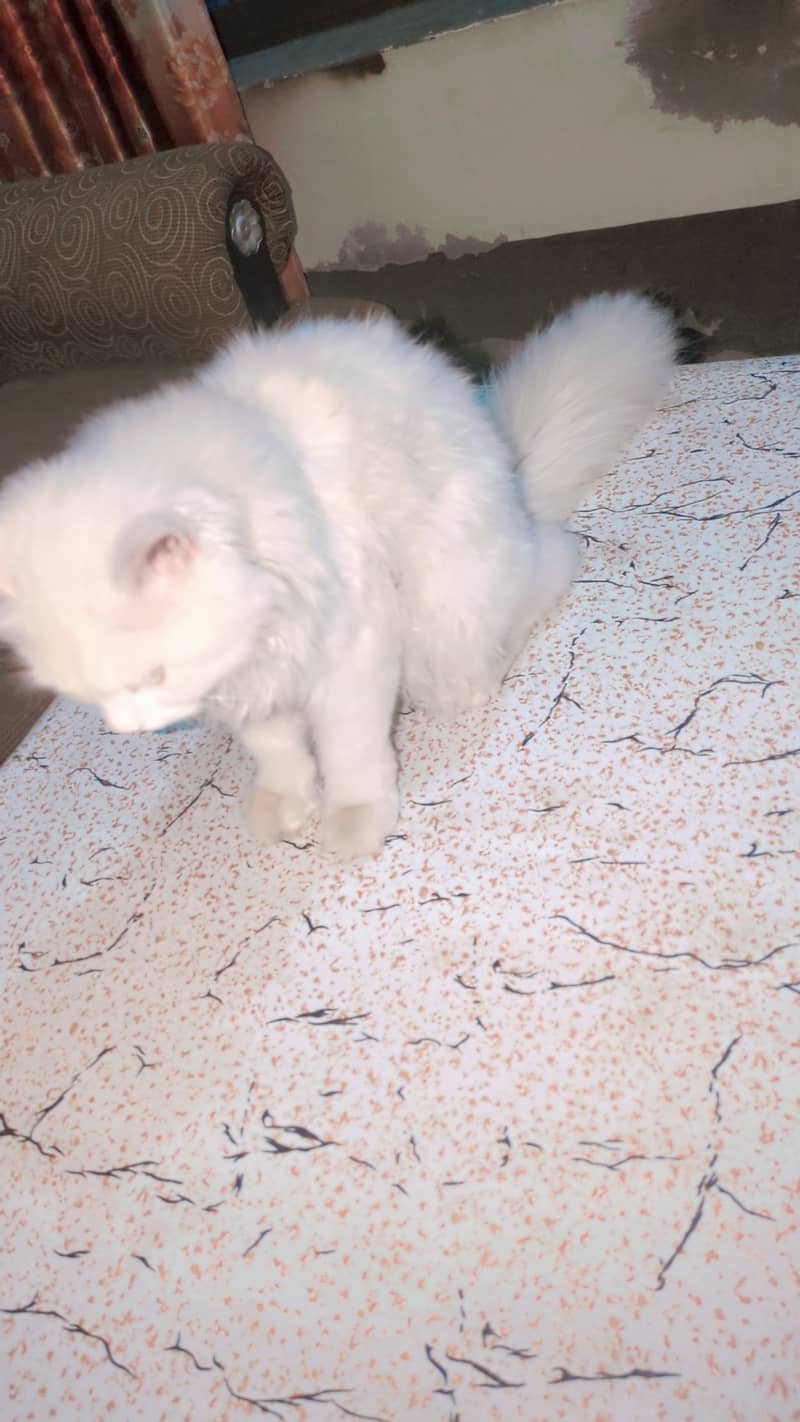 Double coat cat 1