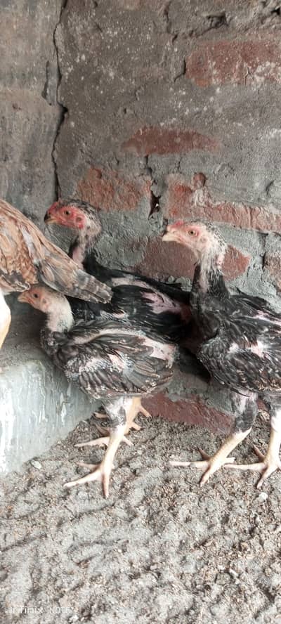 Japanese  shamo chicks available. 4mle 2female