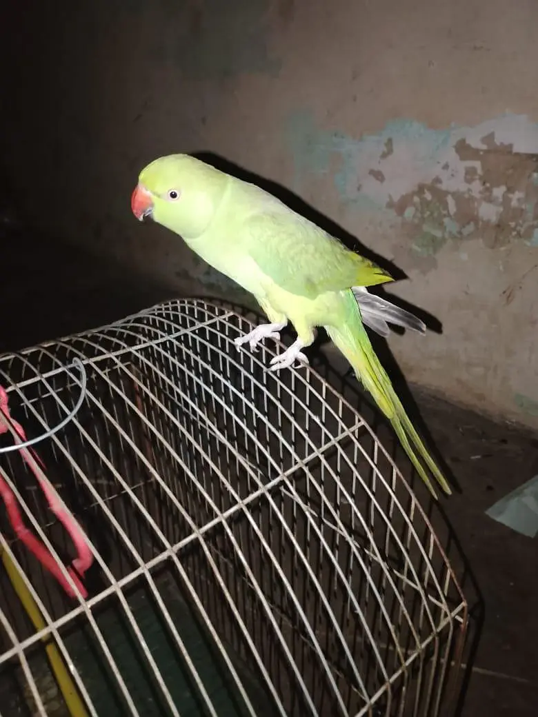 ring neck male semi  team Ghar ka Pala hy — photo 2