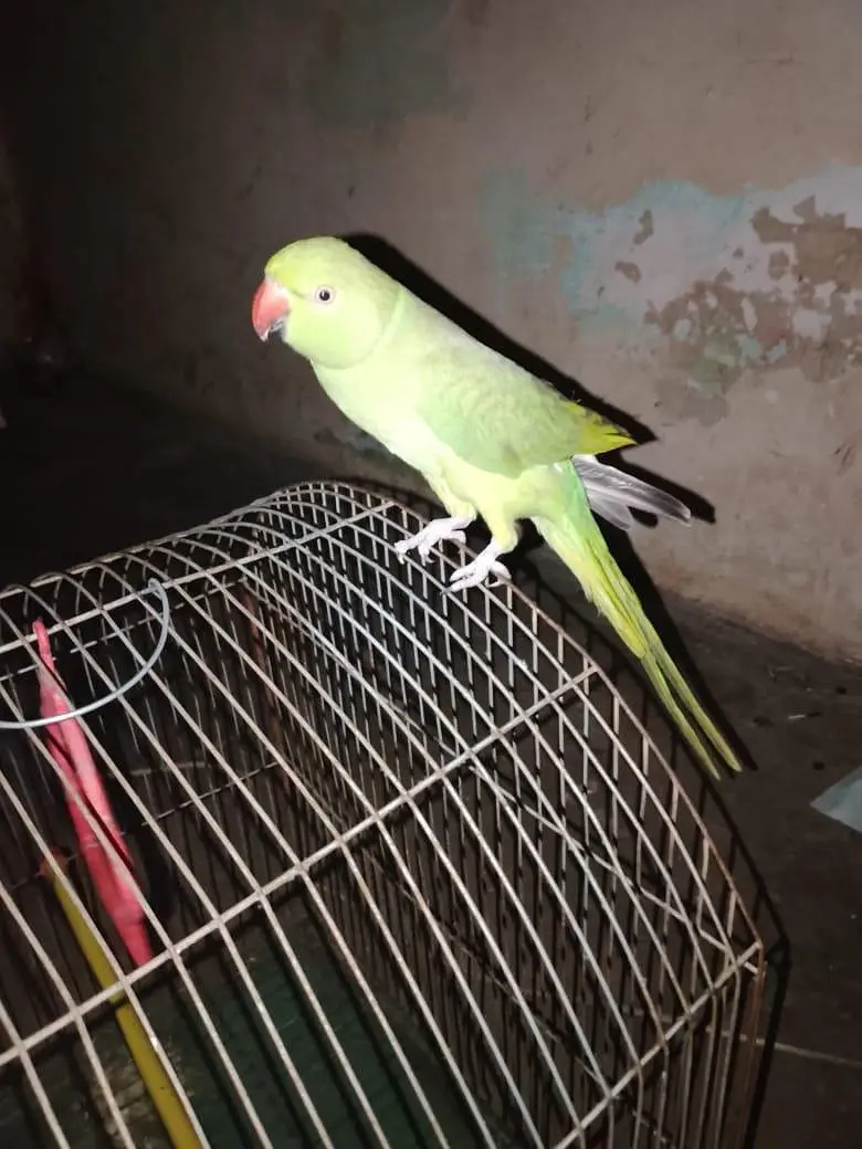 ring neck male semi  team Ghar ka Pala hy — photo 3