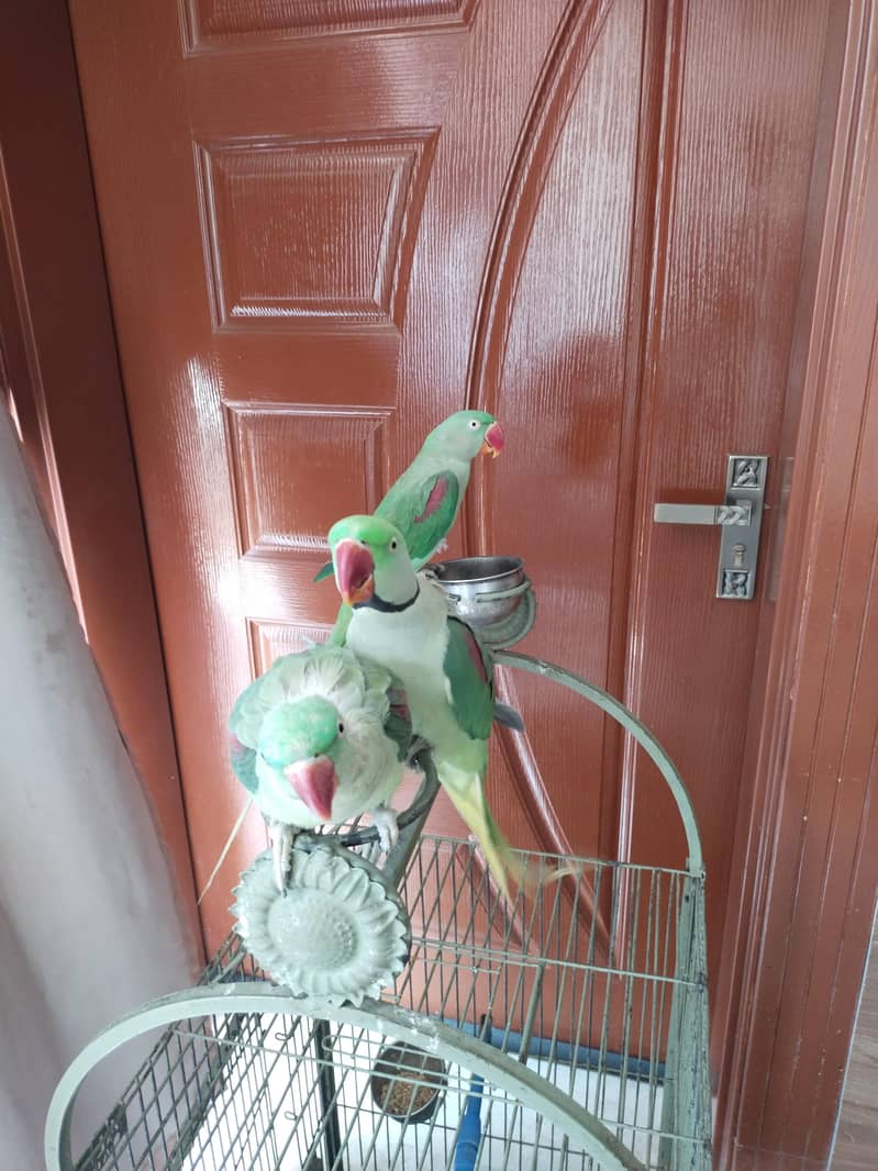 Raw parrot 0