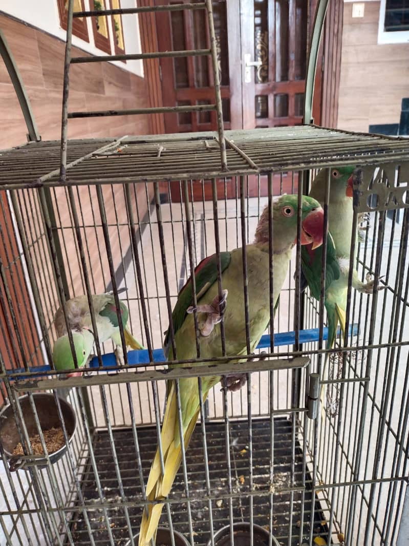 Raw parrot 1