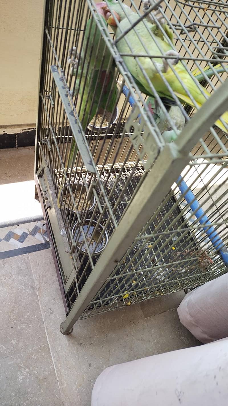 Raw parrot 2