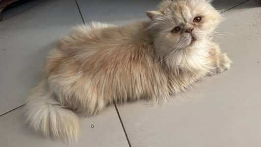 Persian piki face female cat