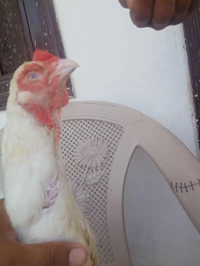 Thailand and pak aseel chick