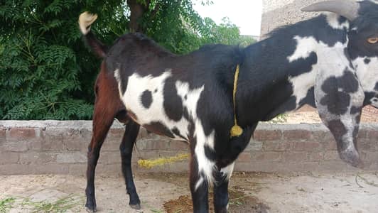 andol bakra/ betala bakra /desi bkra /bredar bakra. . 0305(6610437)