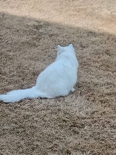 Adlut cats Home Raised