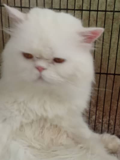 Adlut cats Home Raised