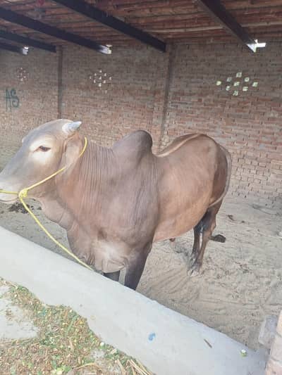 Vera 4 Plus Maann– Perfect for Qurbani, 2 Teeth Healthy Animal