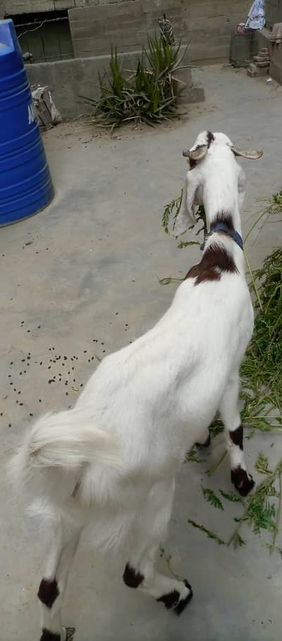 2 dant bakra for sale