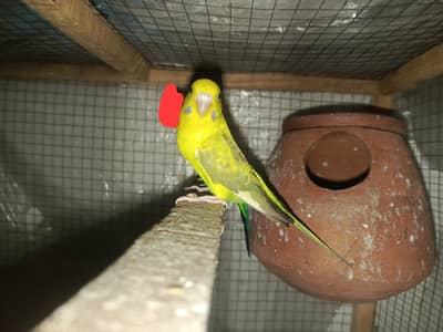 Black wing breeder female
