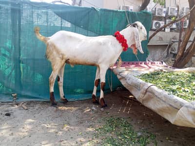 Mary gr k bakra ha