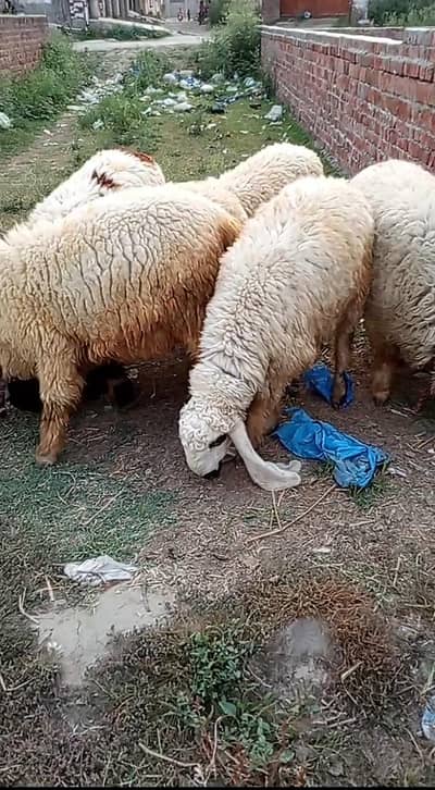Qurbani ky charty fr sell information on description