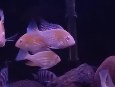 ALBINO HECKLI & FRONTOSA FOR SALE