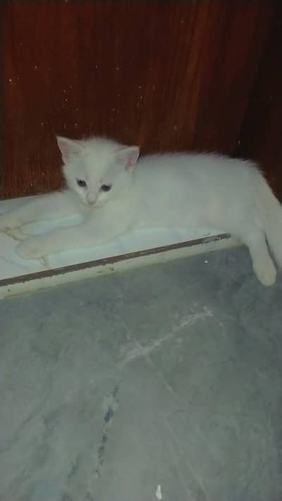 kitten for sale
