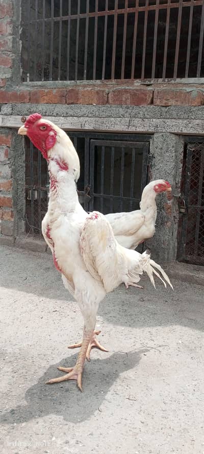 paper white jerman shamo chisks available