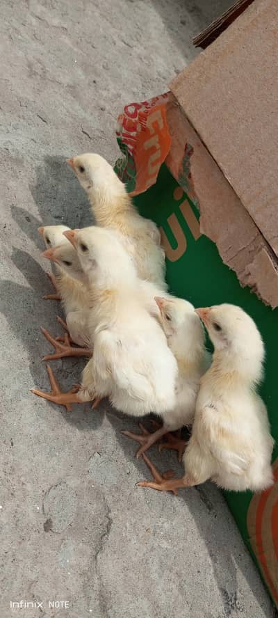 paper white jerman shamo chisks available