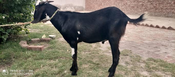 tedi bakra