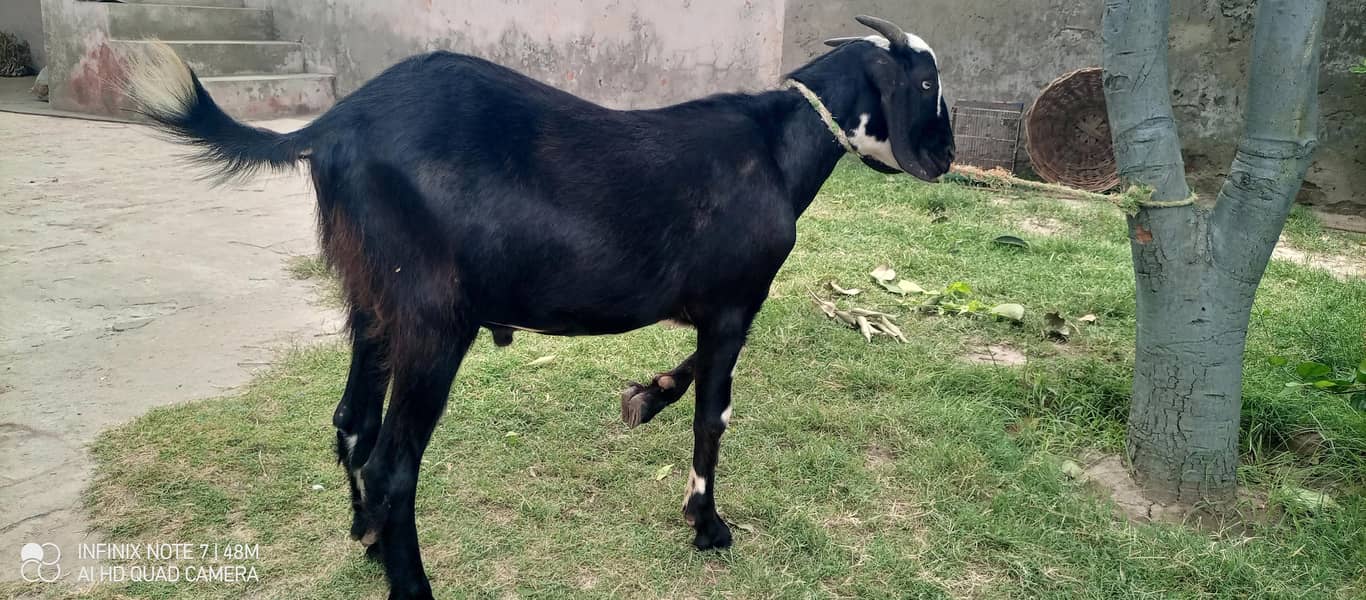 tedi bakra 1