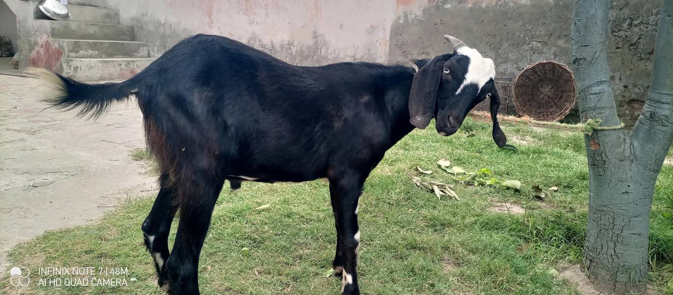 tedi bakra 2