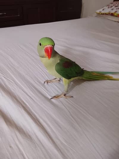 Pure kashmiri raw baby parrot