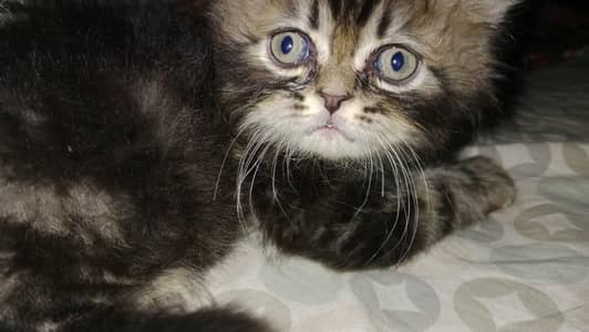 Persian  male cat for sale